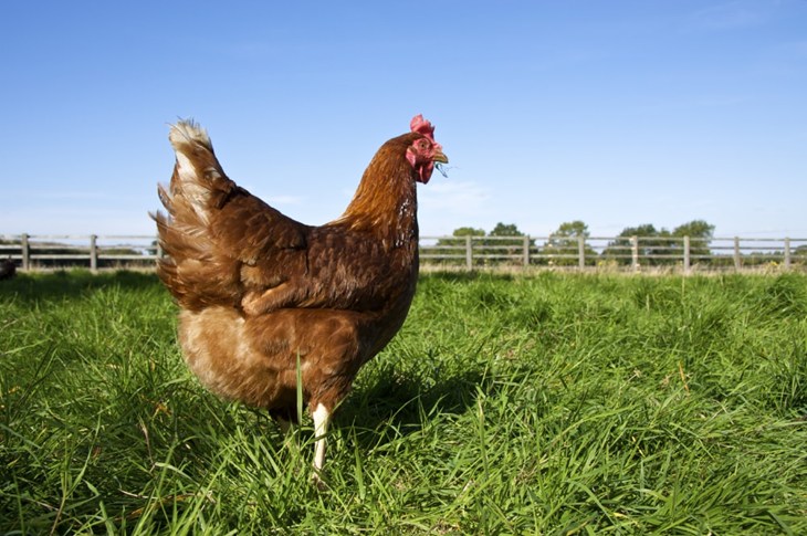 Hen Grass