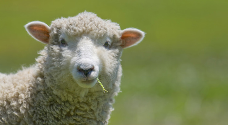 sheep-closeup-eating-grass.jpg sheep-closeup-eating-grass.jpg