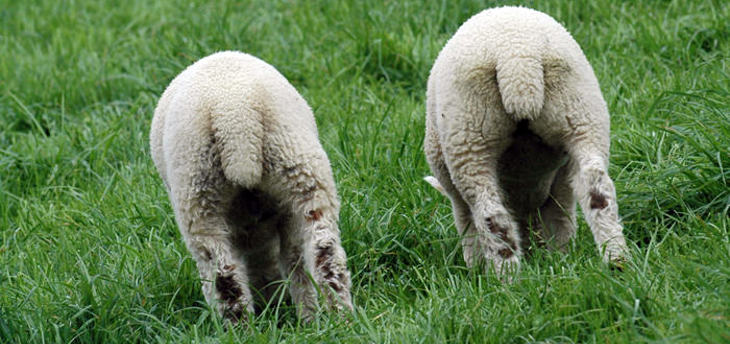 Sheep Welfare Compassion In World Farming
