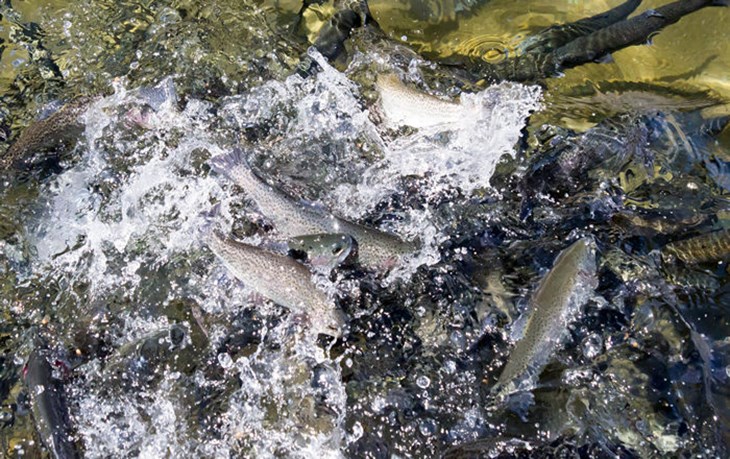 Fish farm feeding frenzy