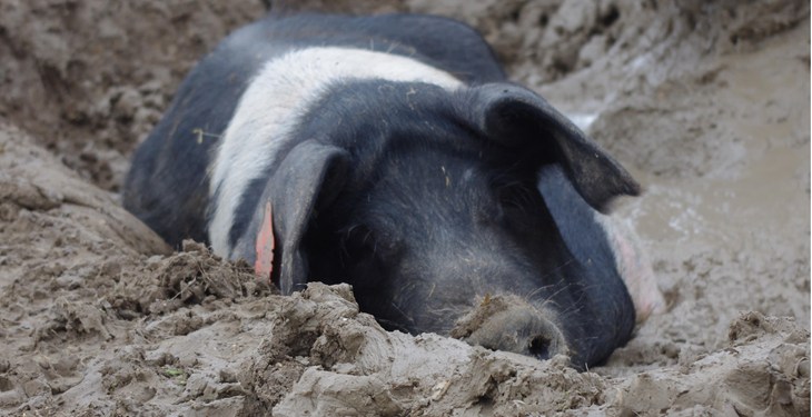 Sow wallowing