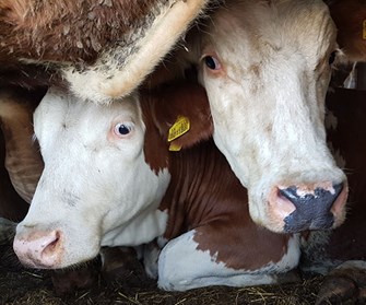 Investigating Live Transport cows.jpg