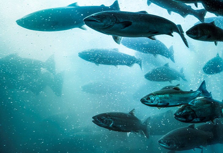 Fish swimming underwater