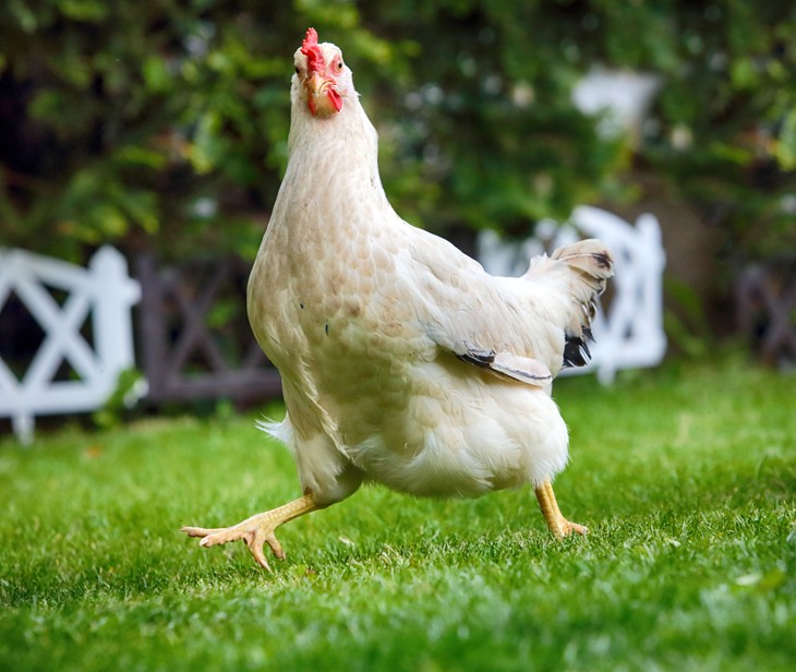 broiler chicken running of grass