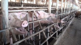 Cyprus Pigs Investigation 2013 (1)
