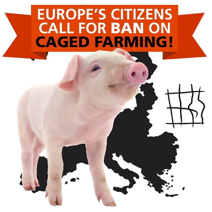 En Eci Citizens