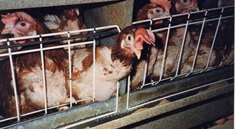 Hens In Battery Cages Credit Compassion In World Farming 1 600X329