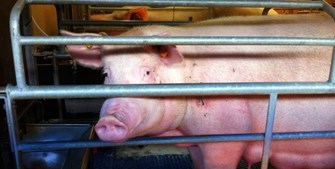 Sow In Stall Credit Compassion In World Farming 600X302