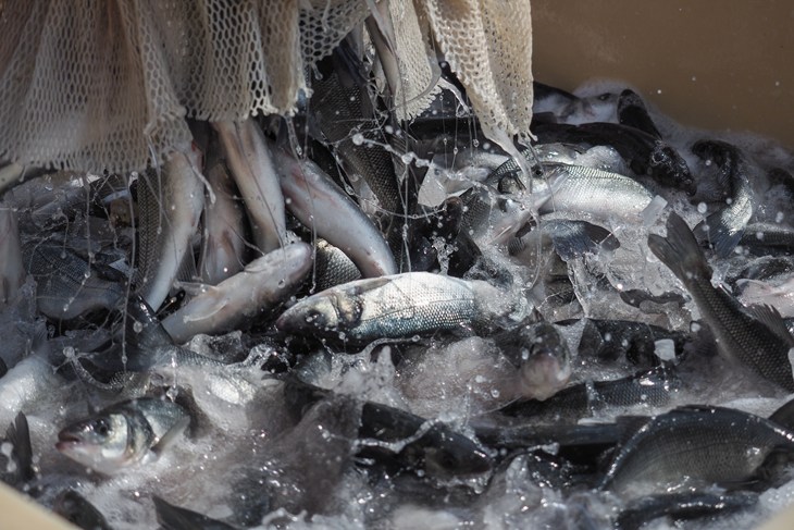 farmed fish