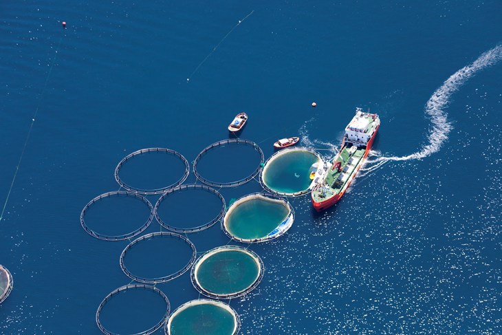 SEA PENS FROM ABOVE Istock 522329752