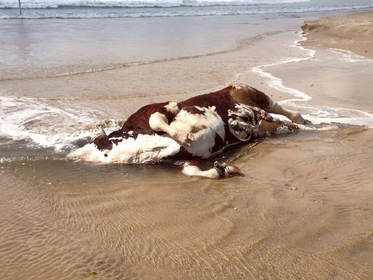 stranded bull