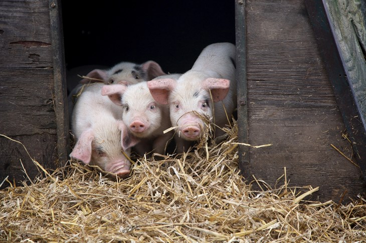 Piglets high welfare