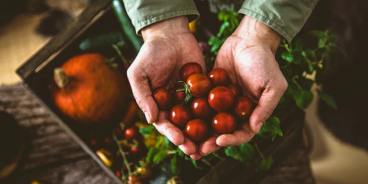 tomatoes sustainable agriculture