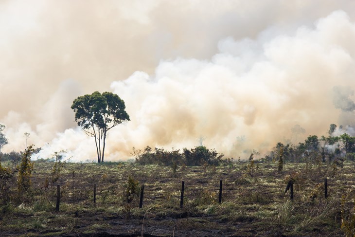 Climate Change And Deforestation
