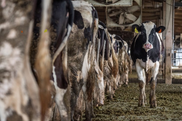 Cows in Factory Farm