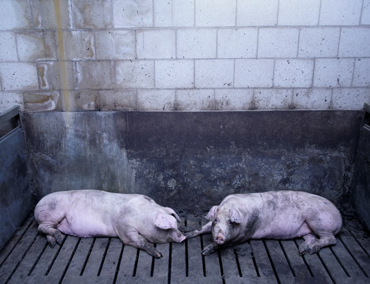 pigs in factory farm
