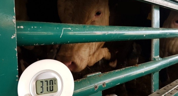 cow live transport