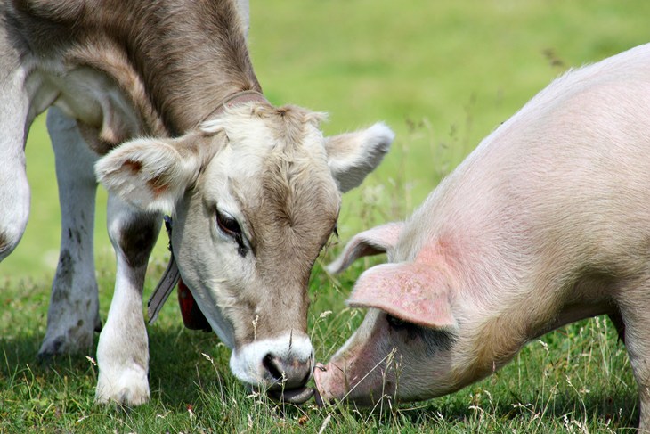 cow and pig nose to nose in a field of grass