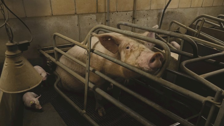 Pig Sow Stall