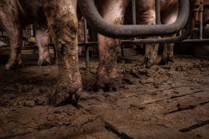 sow forced to live in dirt