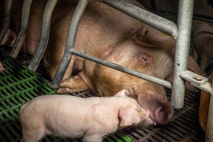 84969 © Compassion In World Farming