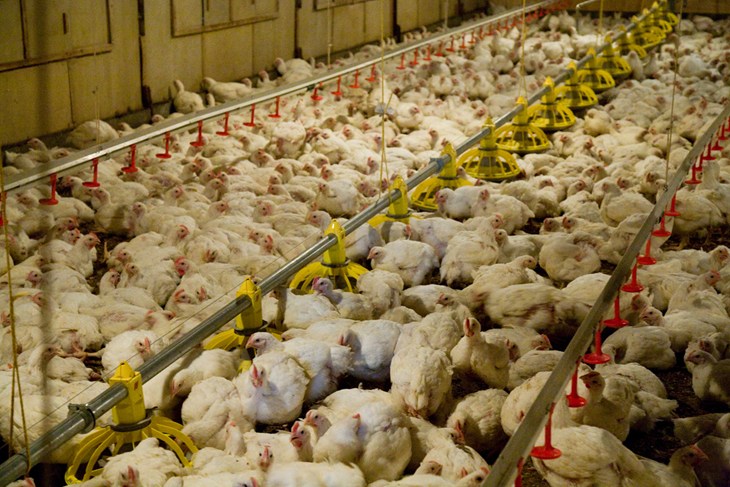 factory farmed broilers