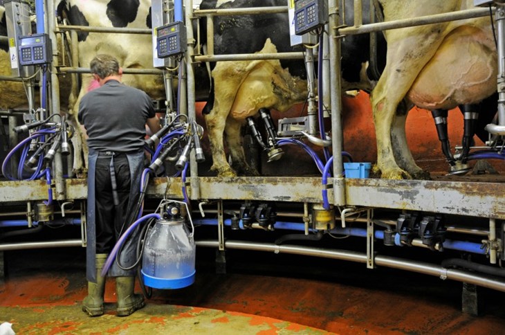 cows milking