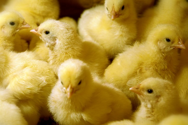 Annual Review Chicks Istock 000004166951Medium