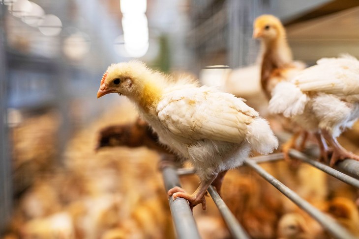Chicken 8 Chick Perched 1527100385