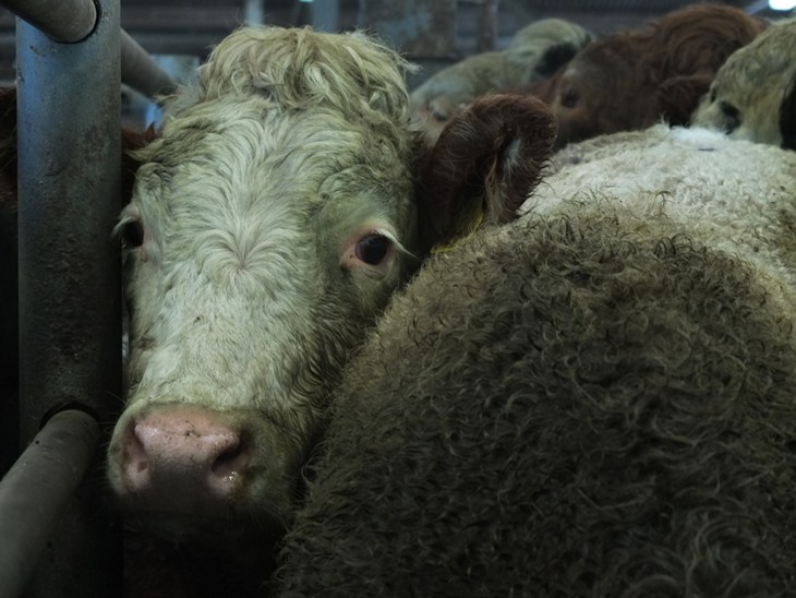 Cattle At Irish Mart 7