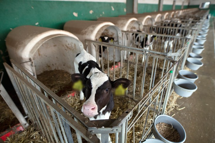 Calf in an individual pen