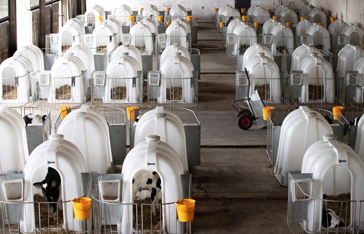74013 © Compassion In World Farming