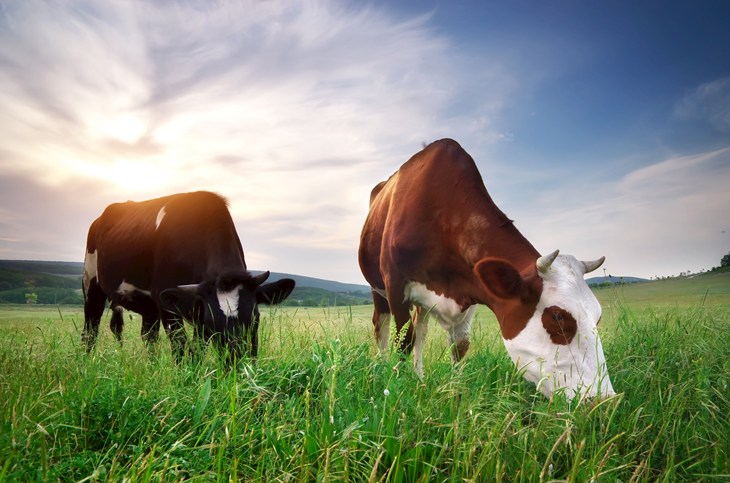 cows grazing