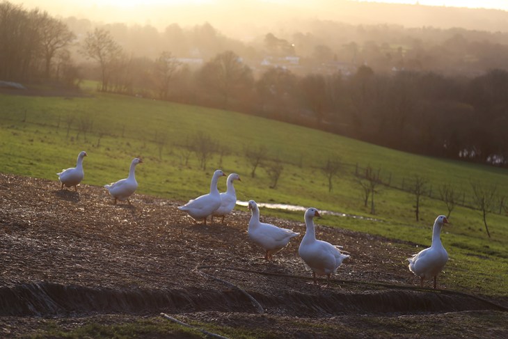 56160 © Compassion In World Farming