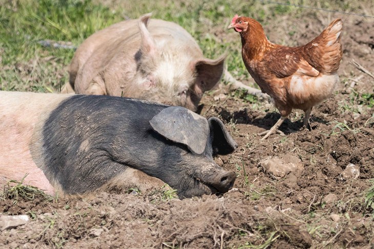 pigs and hens