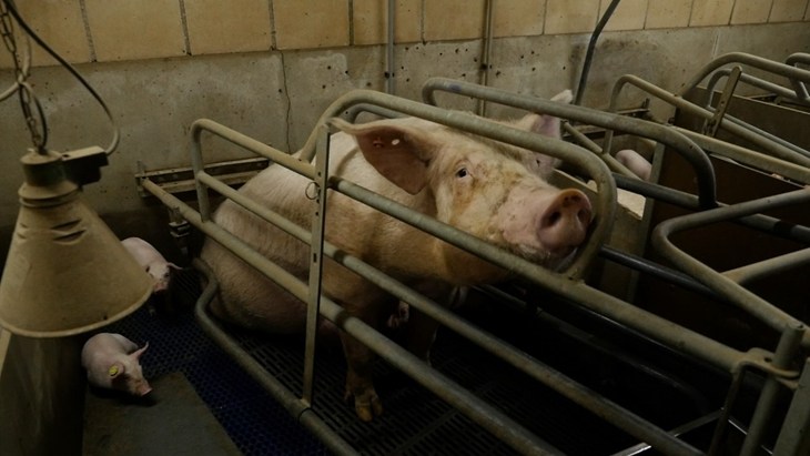 Sow In Cage